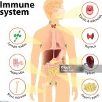 Immune system. Human anatomy
