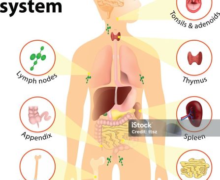 Immune system. Human anatomy