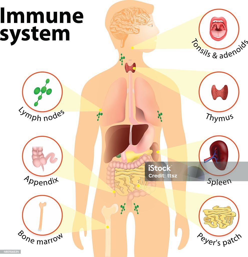 Immune system. Human anatomy