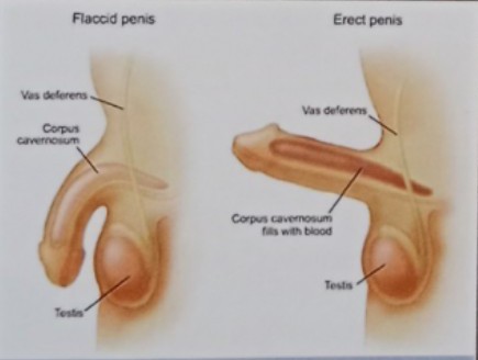 Premature Ejaculation