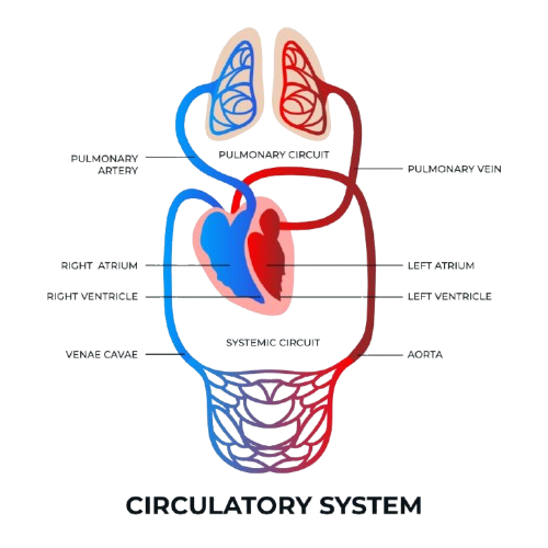 Heart Health Package