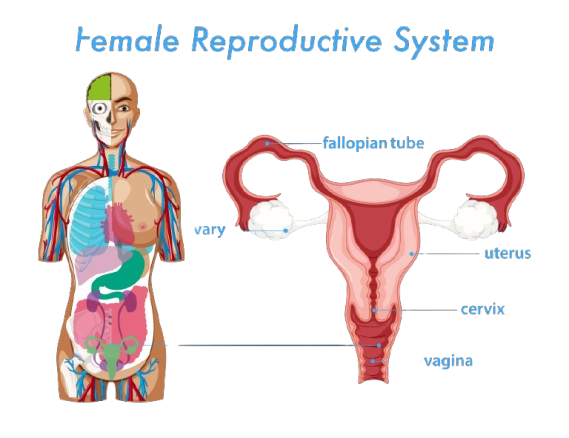 Fertility Boost Package